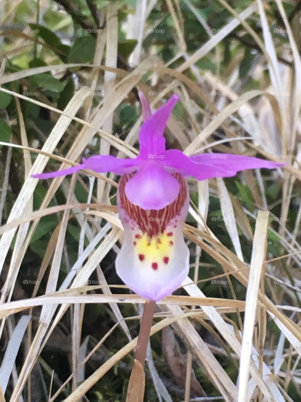 Calypso Orchid in Beautiful British Columbia 