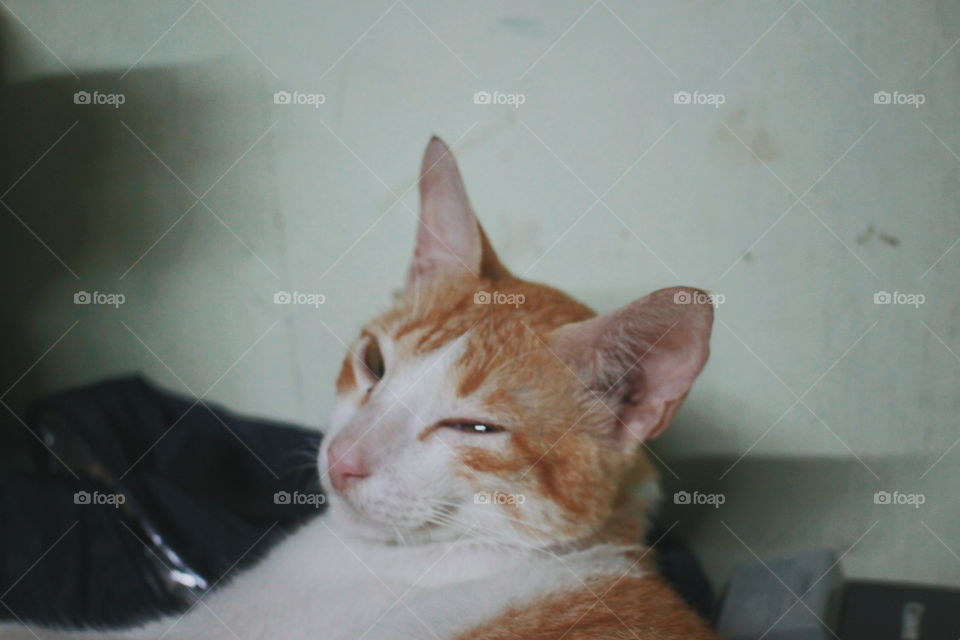 This is our cat named Muning, or Ming. He is only two years old and is orange-white in color.