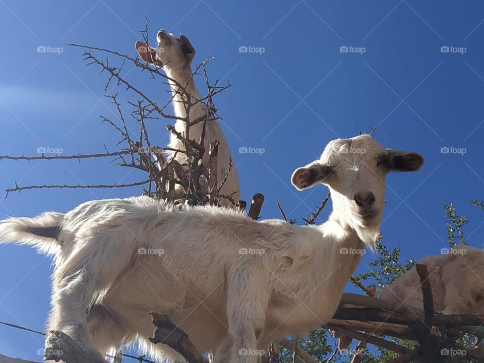 Beautiful goats looking at my camera.