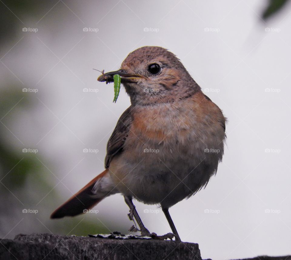 Redstart with food for chicks