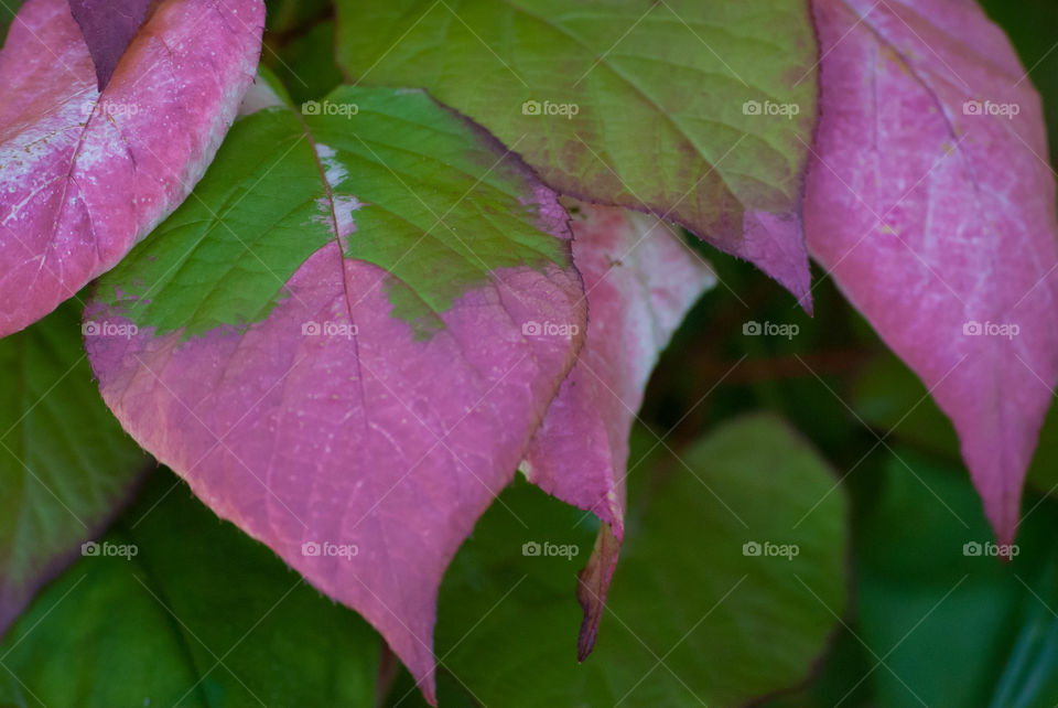 Pink leaves 