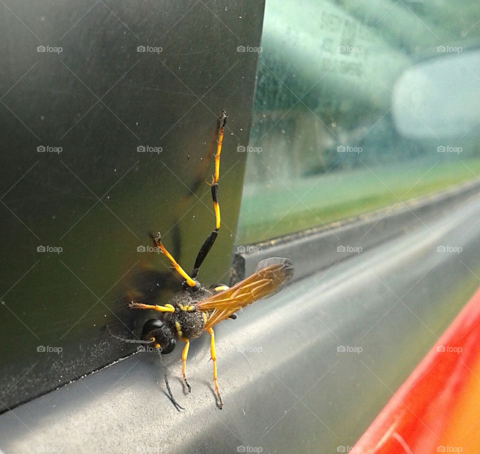 Busy Bee. on my car