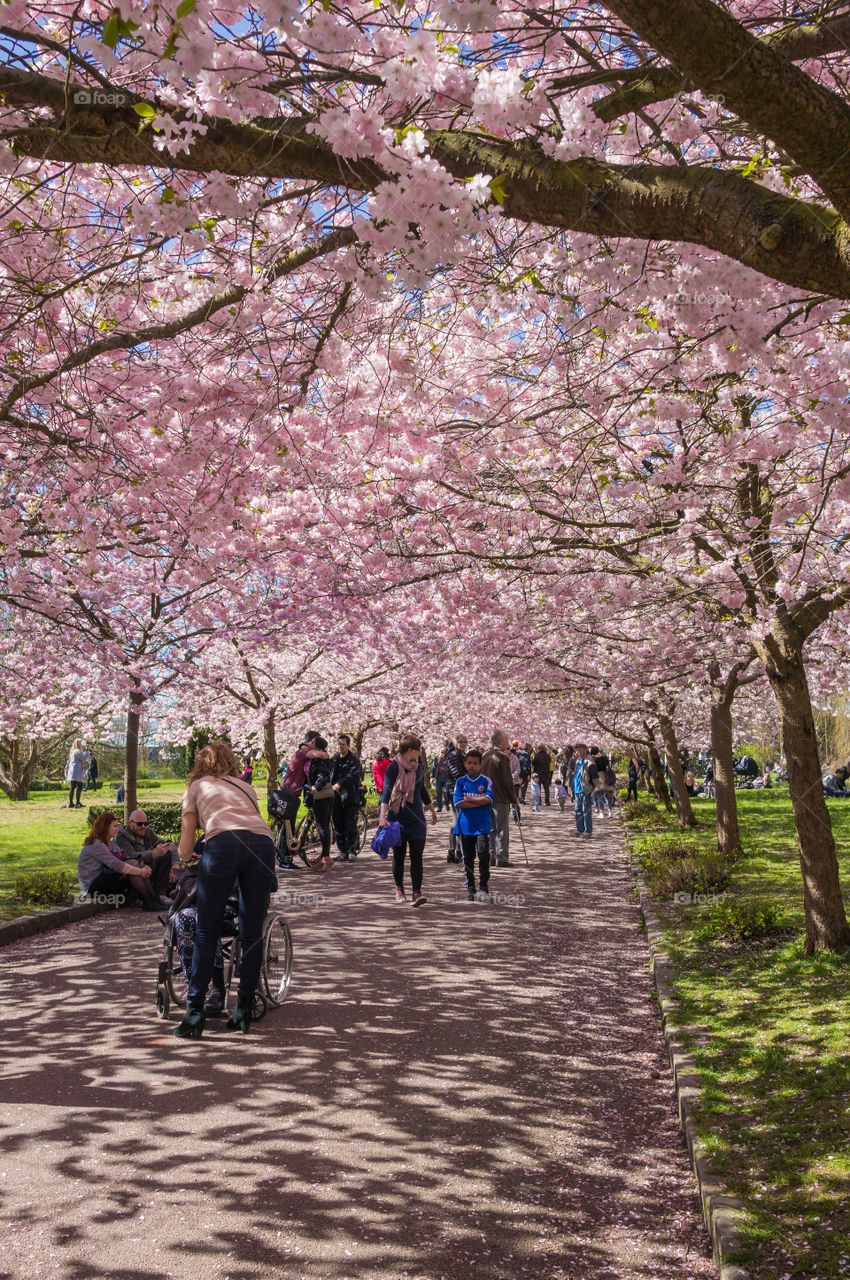 Pink park