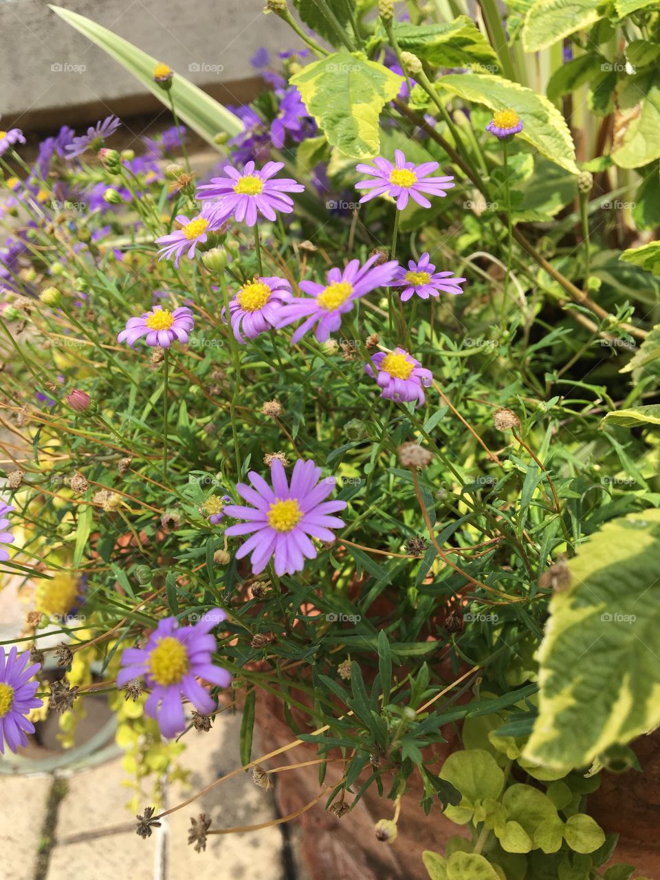 Purple Flowers 
