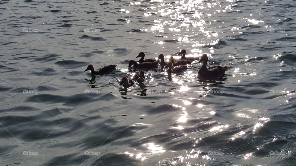 Mama Duck and her babies