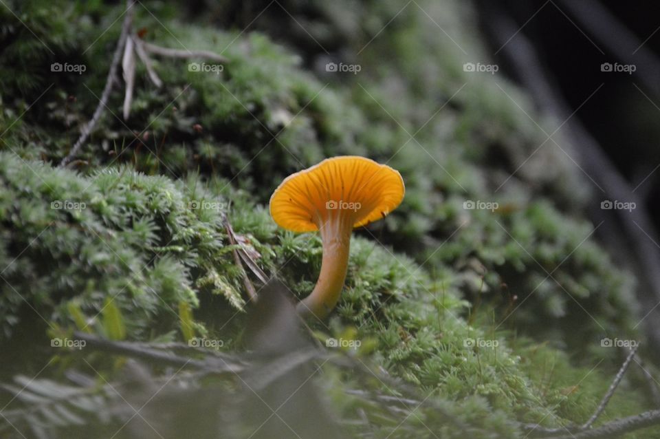 Close-up of mushroom in forest