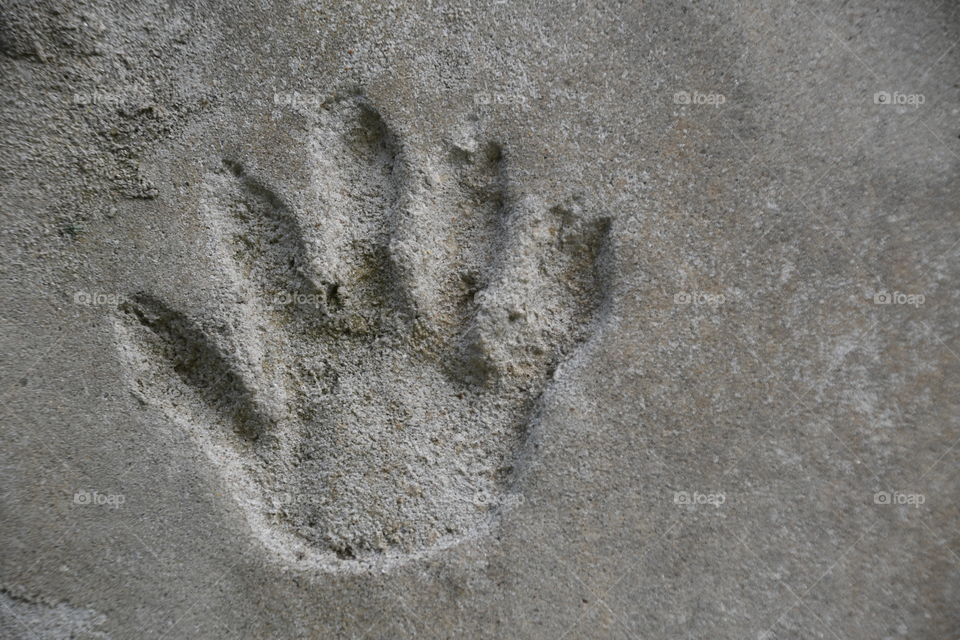 animal footprint