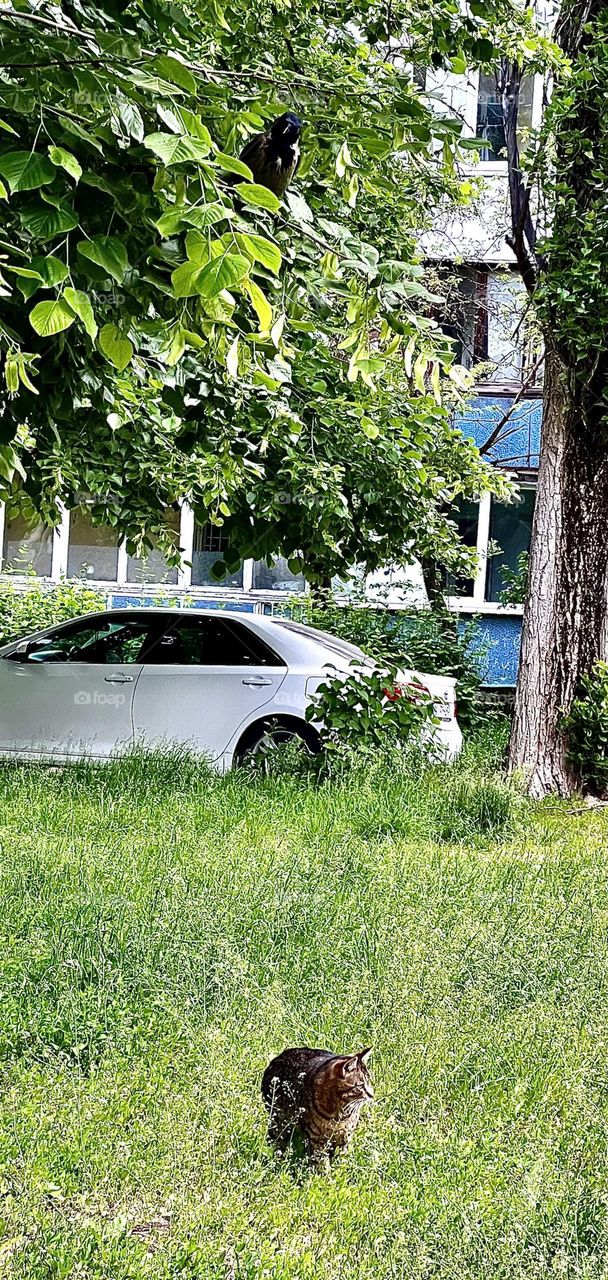 The photograph shows a cat walking in the grass, looking warily to the side. Not far from him, on a tree branch, a crow sits. She carefully watches the cat, her black eyes sparkling with interest.