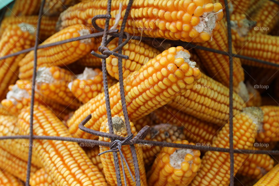 Yellow corn in columns