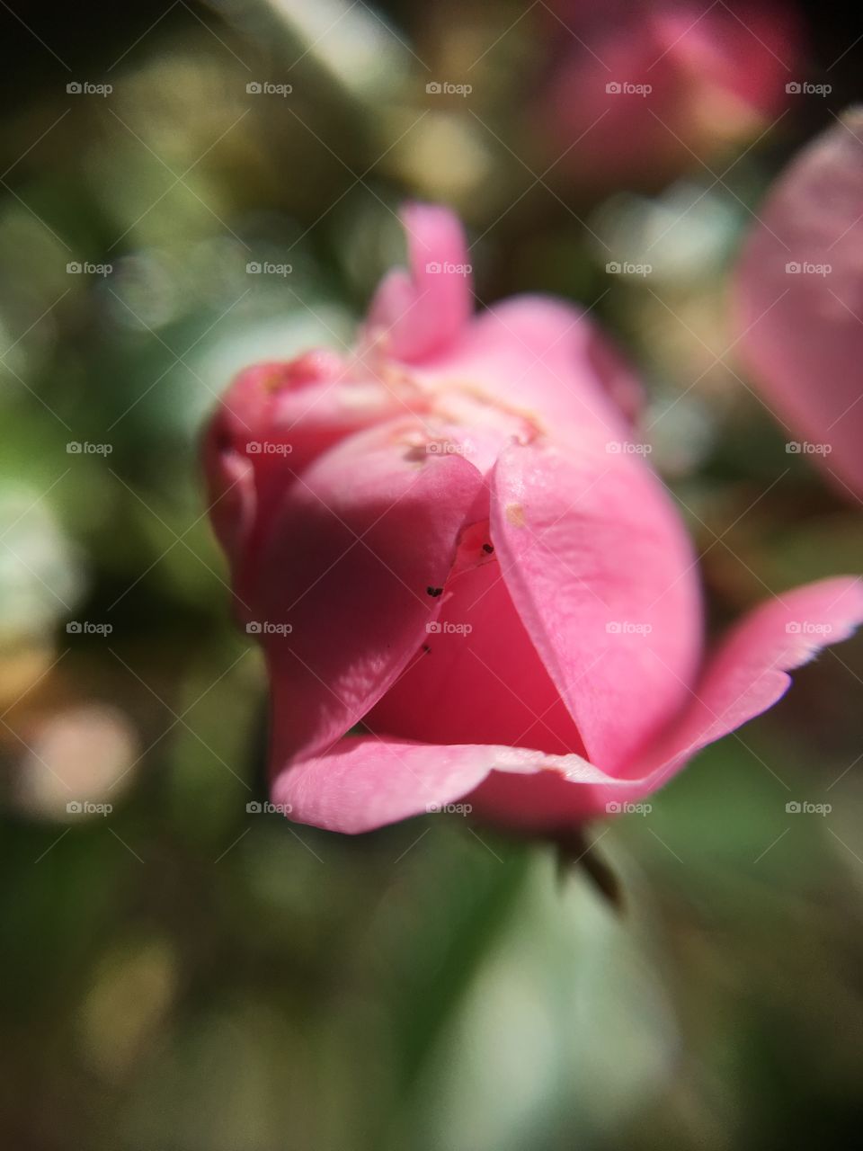 Tiny rosebud closeup