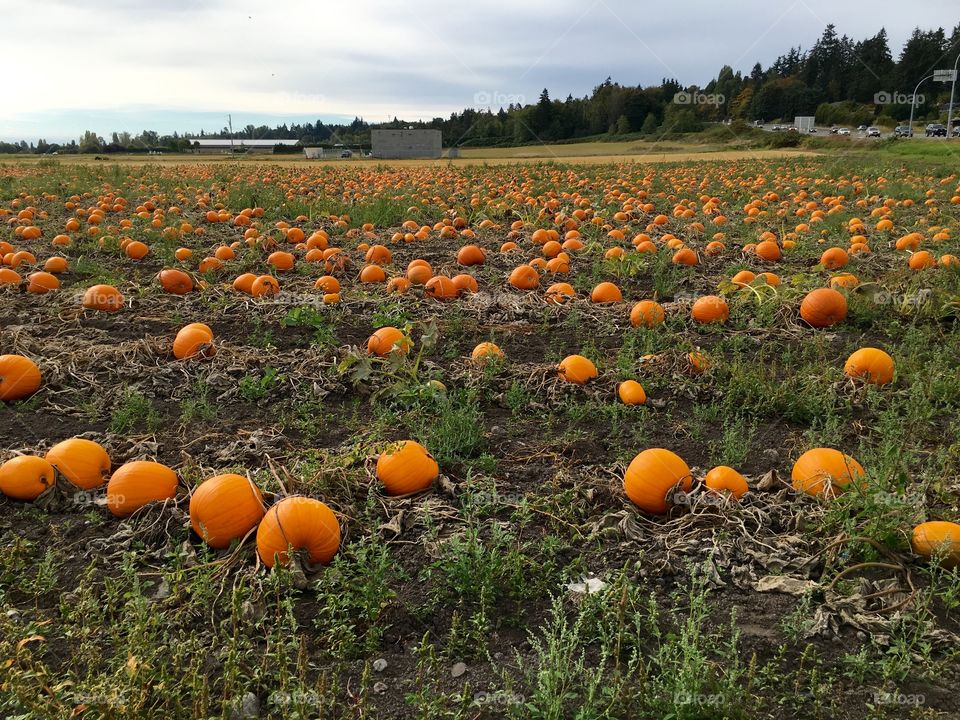 View of pumpkin field