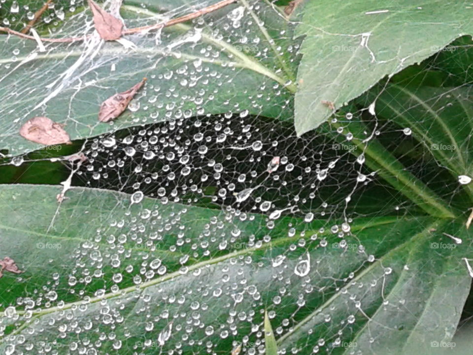 raindrops on spider's web