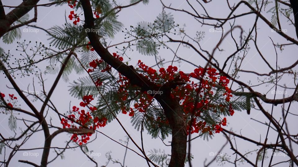 Red flower on blur sunset
