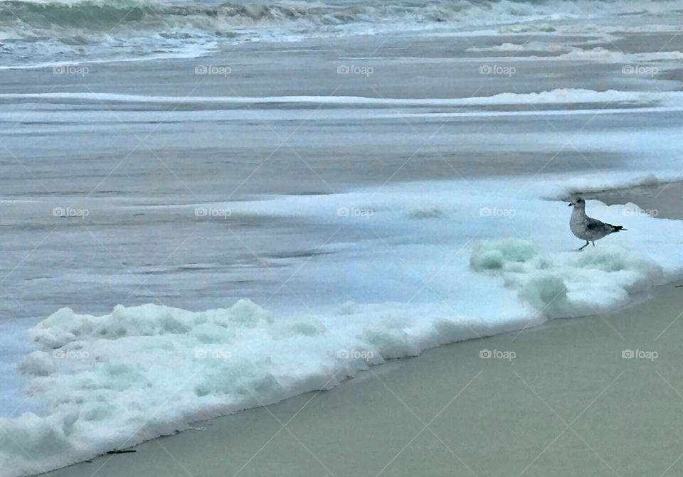 Alone seagull by the beach