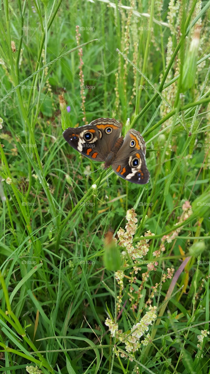 butterfly