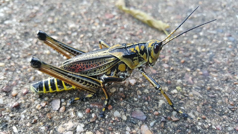 Nature, No Person, Little, Insect, Closeup
