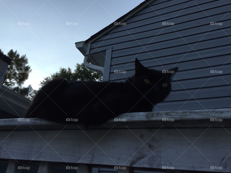 Cat on deck