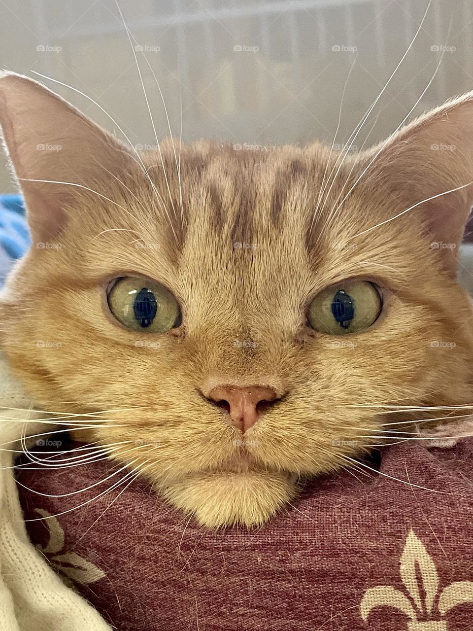 An orange cat resting her face on the side of a pet bed