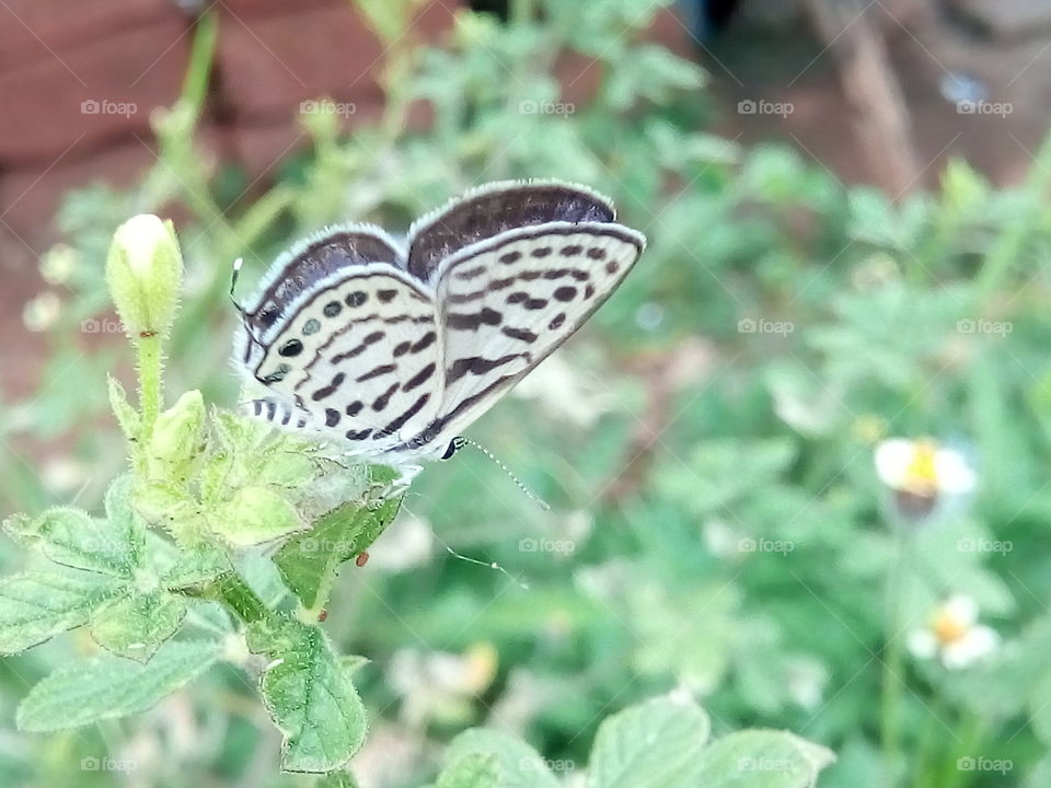 beautiful butterfly
