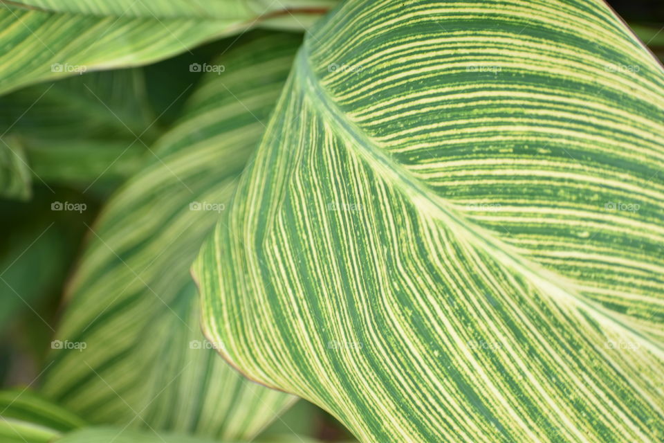 Plant leaf