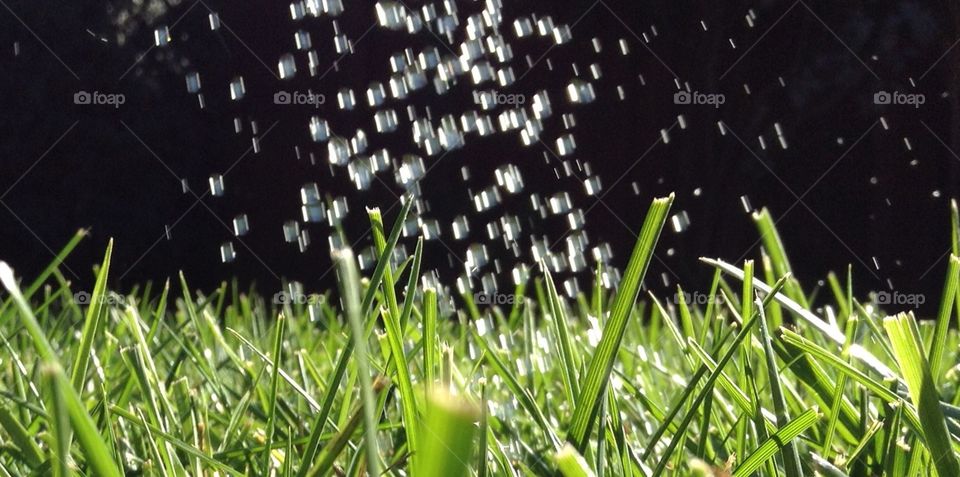 Rain on Grass
