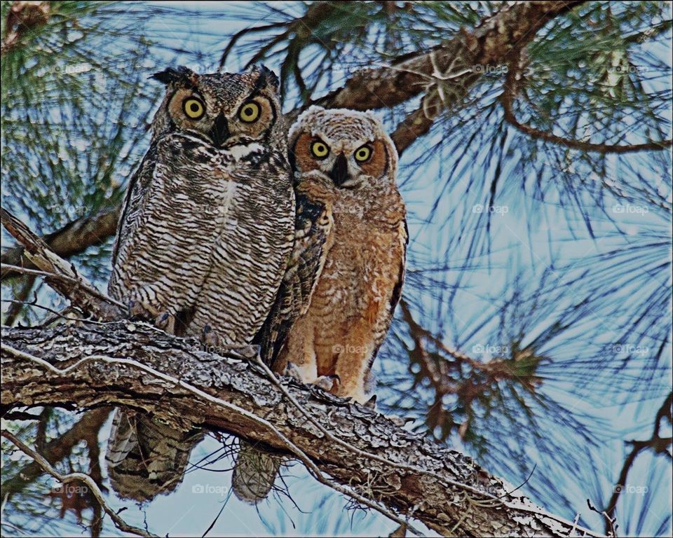 Beautiful Great Horned Owl and Owlet.