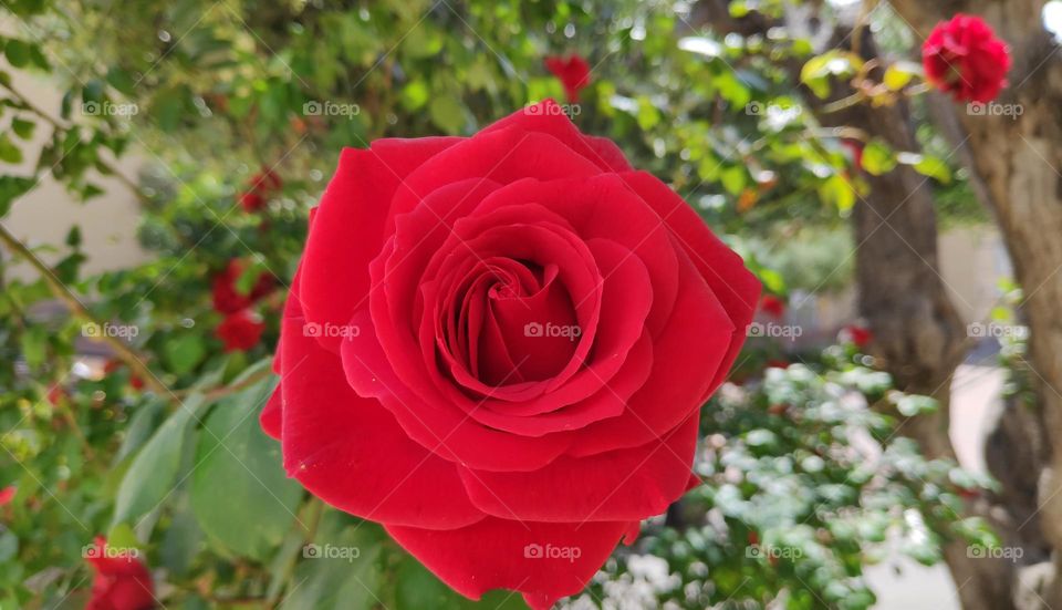 The most beautiful of flowers