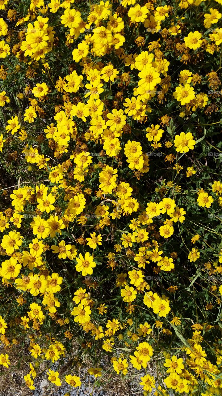 Daisies Yellow.