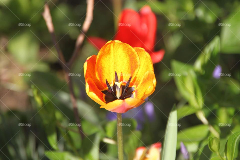 Beautiful tulip sunbath