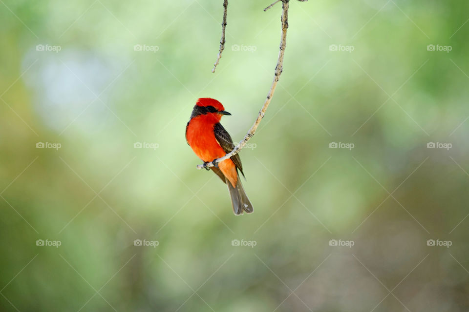 Vermillion flycatcher 