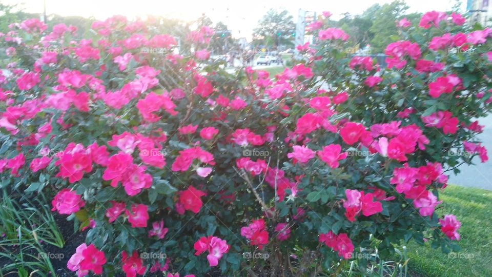 evening roses
