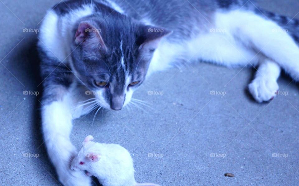 Mr. Gustav with mouse.
