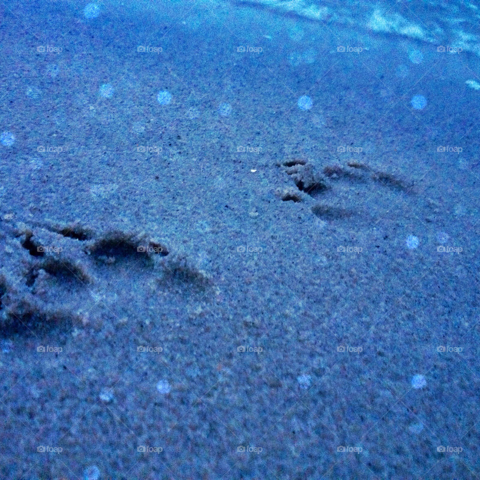 kolding beach dog water by kris770d