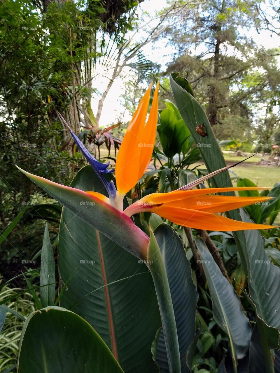 Jardín