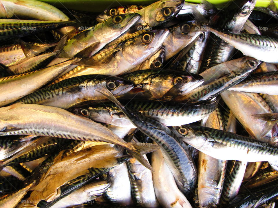 fresh mackerel