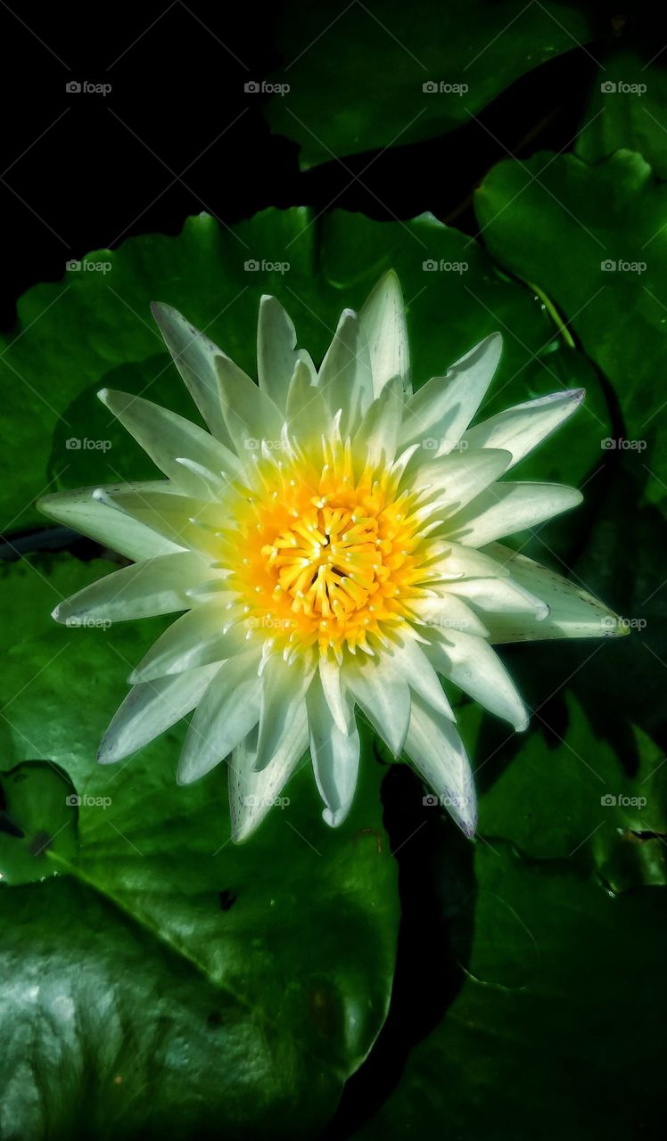 Beautiful white lotus flower in the canal