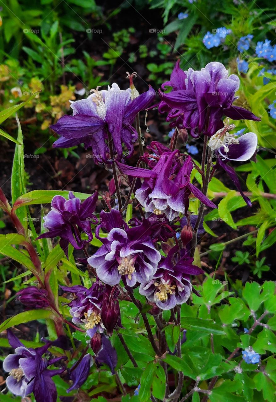 purple flowers of Aquilegia