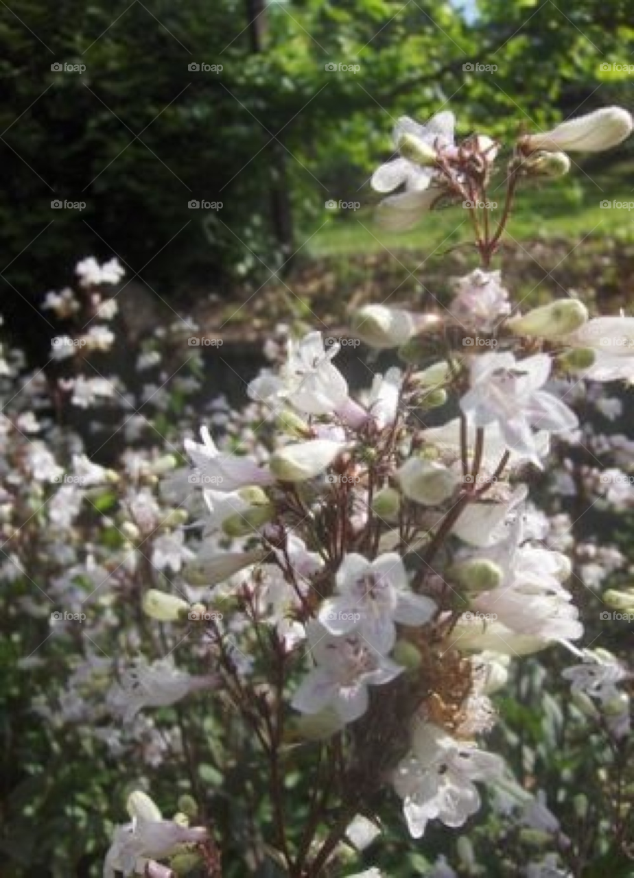 White flowers