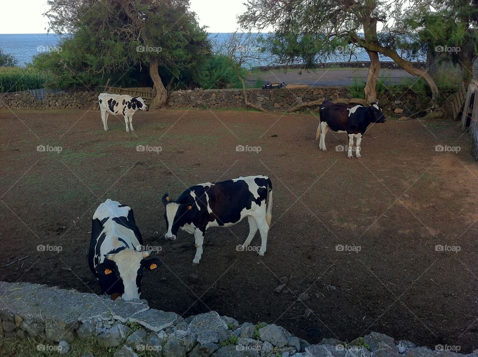 Nature. Nature In azores