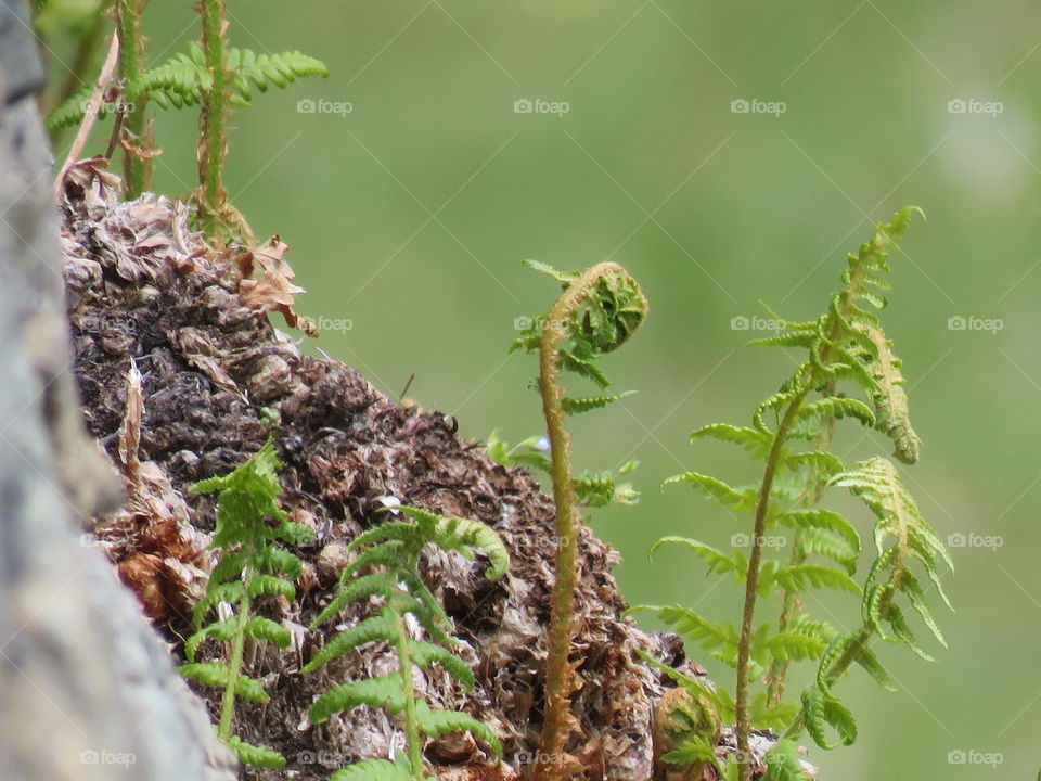 spring nature green outdoor