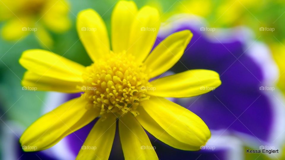 Dandelion on Petunia