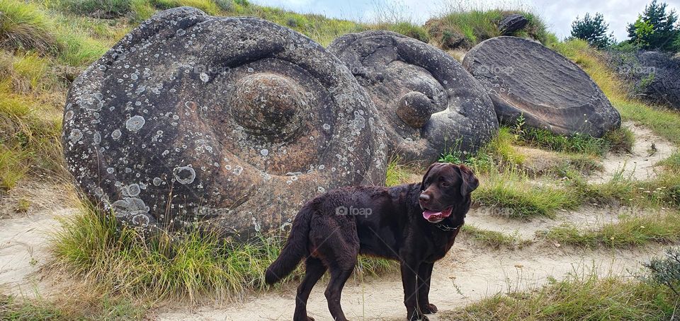 Chocolate labrador Happy, is looking for friends