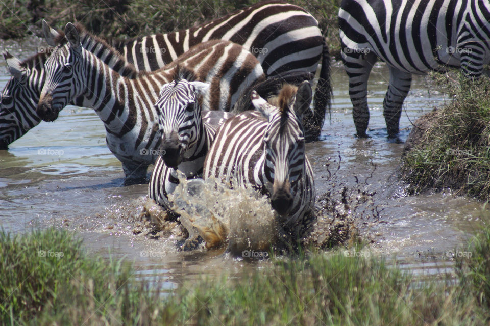 pond lake river zebra by twickers