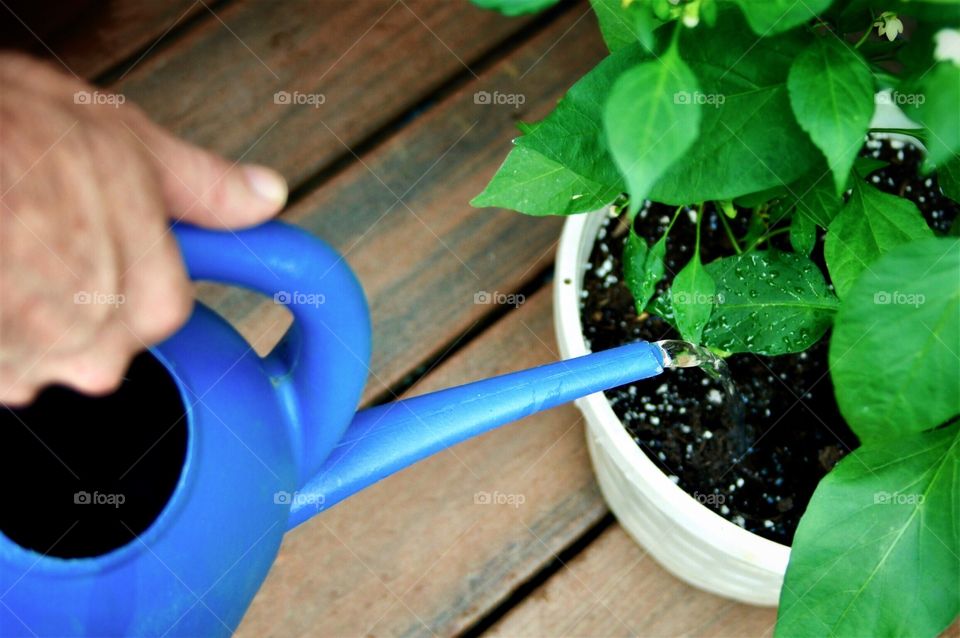 Watering peppers 
