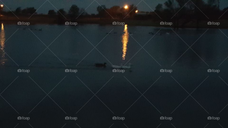 night ducks