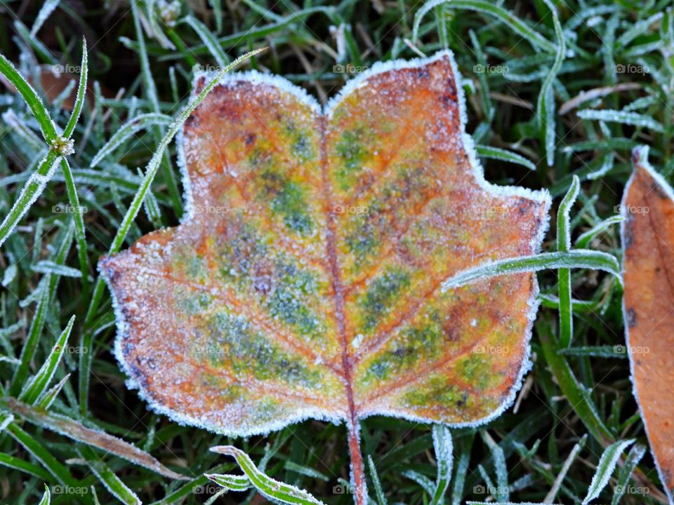 Frosty Marvels: Nature’s Icy Artistry - Surprise frost/ice - Notice a coating of ice crystals, formed by moisture in the air overnight, among other things. This ice usually forms as white ice crystals or frozen dew drops on the grounds surface