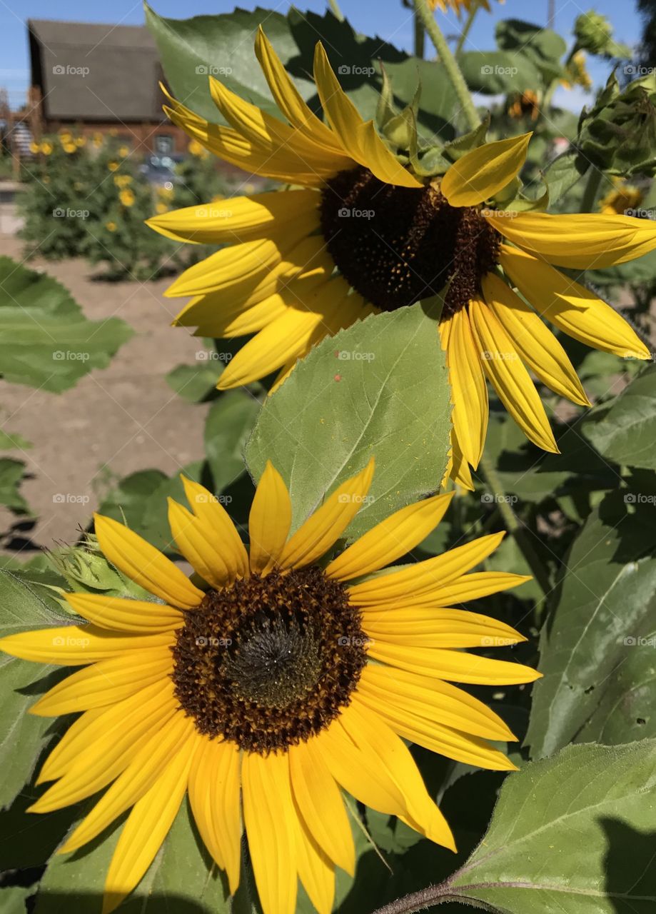 Sunny Flowers