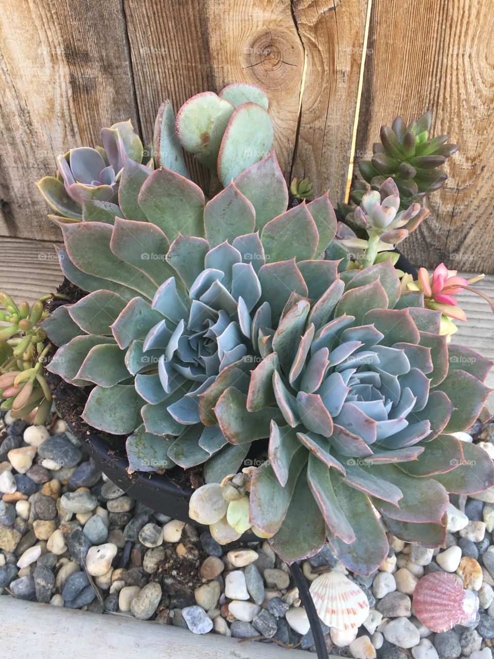 Pretty succulents