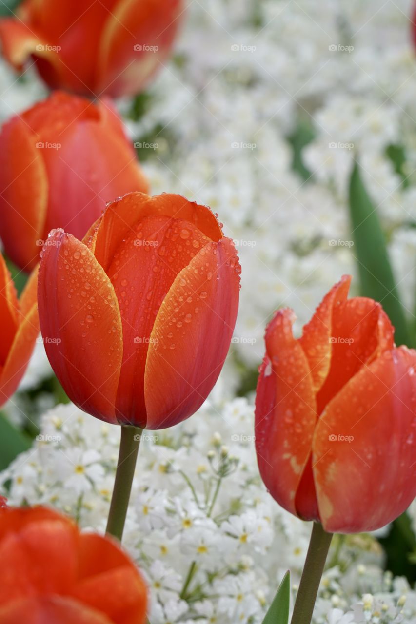 Orange Tulip