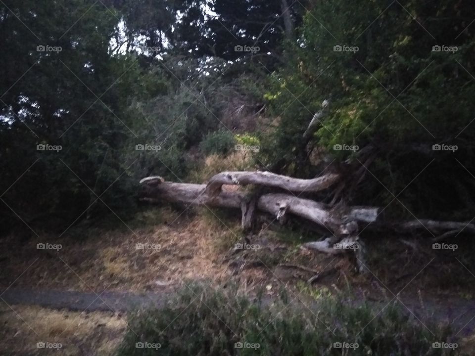 fallen tree in San Francisco